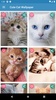 Cute Cat Wallpaper screenshot 15