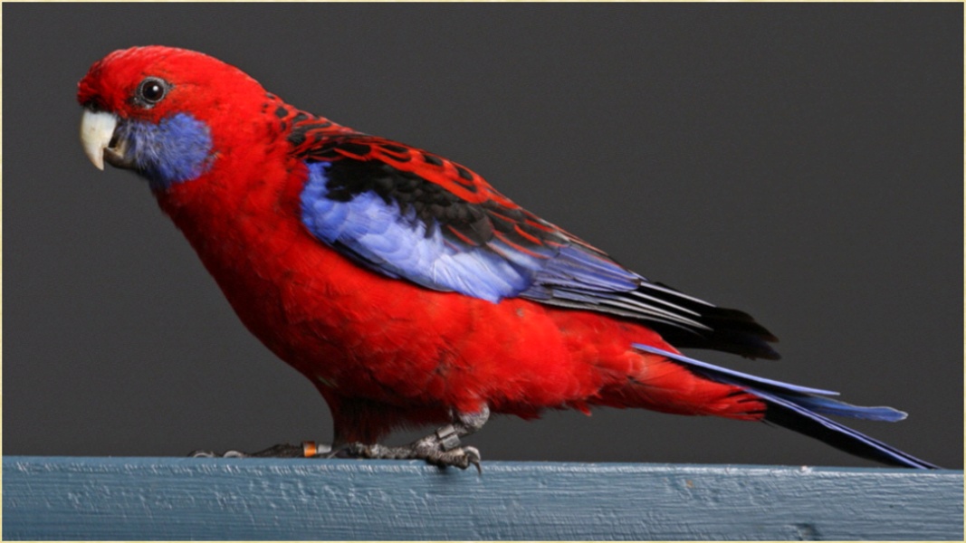 My Birds Images - Preview 6