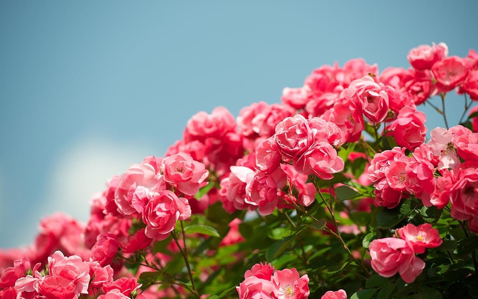 Pink Rose Live Wallpaper - Preview 2