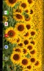 Flowers Live Wallpapers screenshot 8