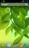 Leaf Live Wallpaper screenshot 1