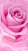 Pink Roses Live Wallpaper screenshot 1