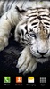 Tigre Blanco Fondo Animado screenshot 9