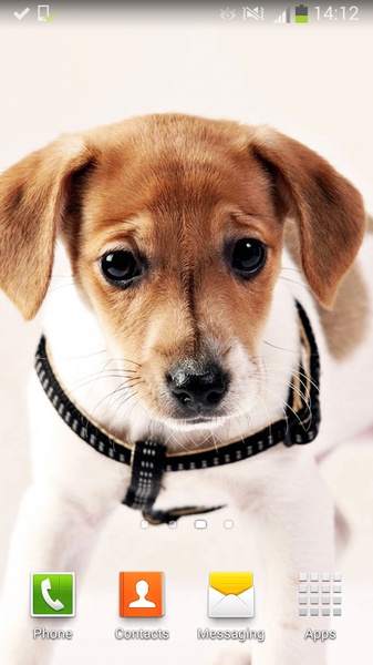 Cute Dogs Live Wallpaper - Preview 8