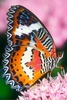 Butterfly Wallpaper screenshot 7