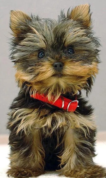 Yorkshire Terriers Wallpapers - Preview 5