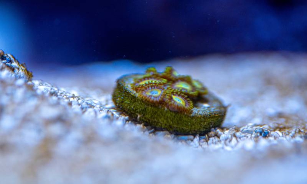 The most beautiful wallpapers of the sea animals 4k - Preview 3