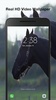 Horses Live Wallpaper screenshot 2