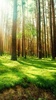 Forest Live Wallpaper screenshot 5