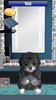 Homeless Cat : take care this virtual pet screenshot 3