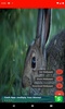 pictures and wallpapers of the rabbit 4k screenshot 5