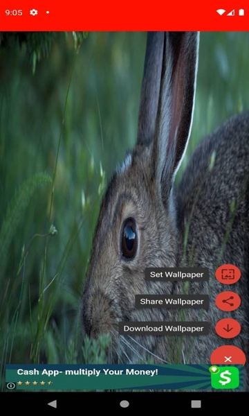 pictures and wallpapers of the rabbit 4k - Preview 5