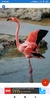 Flamingo Wallpaper: HD images, Free Pics download screenshot 2