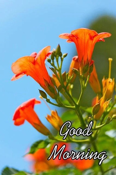 Good Morning Images - Preview 2