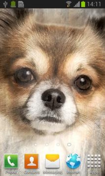 Chihuahua live wallpaper - Preview 1
