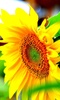 Sunflower Wallpaper screenshot 3