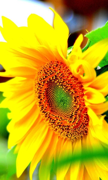 Sunflower Wallpaper - Preview 3