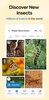 Insect Spider & Bug identifier screenshot 5