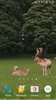 Deers Video Live Wallpaper screenshot 12