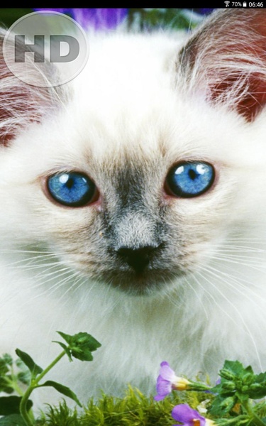 Cat and Kitten Wallpaper - Preview 2