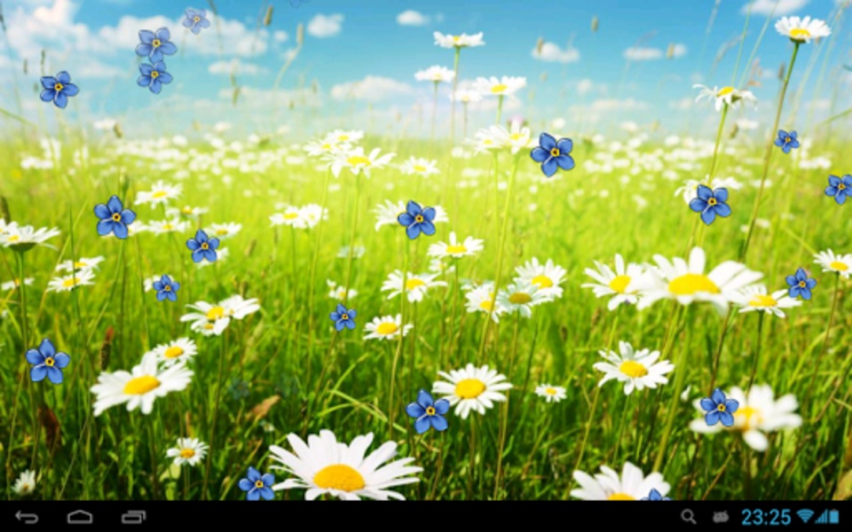Camomiles wallpaper HD - Preview 3