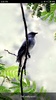 Birds Sounds & Ringtones screenshot 2