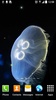 Jellyfish Live Wallpaper screenshot 9