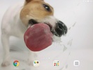 Dog Licks Screen Video LWP screenshot 4