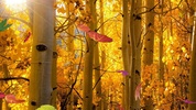 Falling Leaves Live Wallpaper screenshot 8