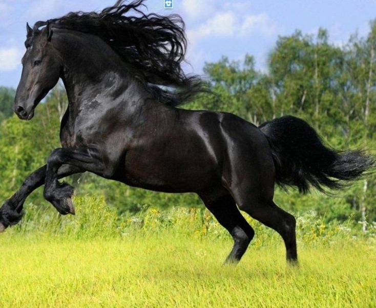 ThoroughbredHorse - Preview 5