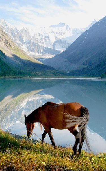 Horse HD Live Wallpaper - Preview 4