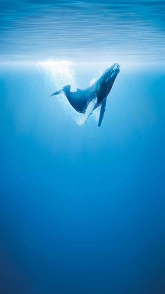 Whale Live Wallpaper - Preview 5
