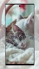 Cute Cat Wallpaper screenshot 15
