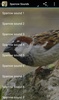 Sparrow Sounds screenshot 1