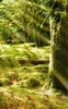 Sunny Forest Live Wallpaper screenshot 1