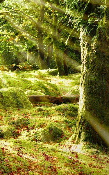 Sunny Forest Live Wallpaper - Preview 1
