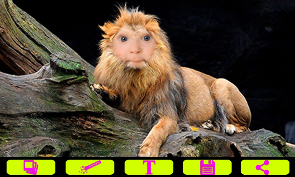 Lion Photo Frames - Preview 1