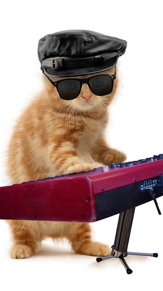 Funny Cats - Preview 5