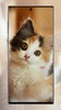 Cute Cat Wallpaper screenshot 6