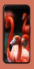 Flamingo Wallpaper screenshot 7