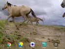Wild Horses Live Wallpaper screenshot 3