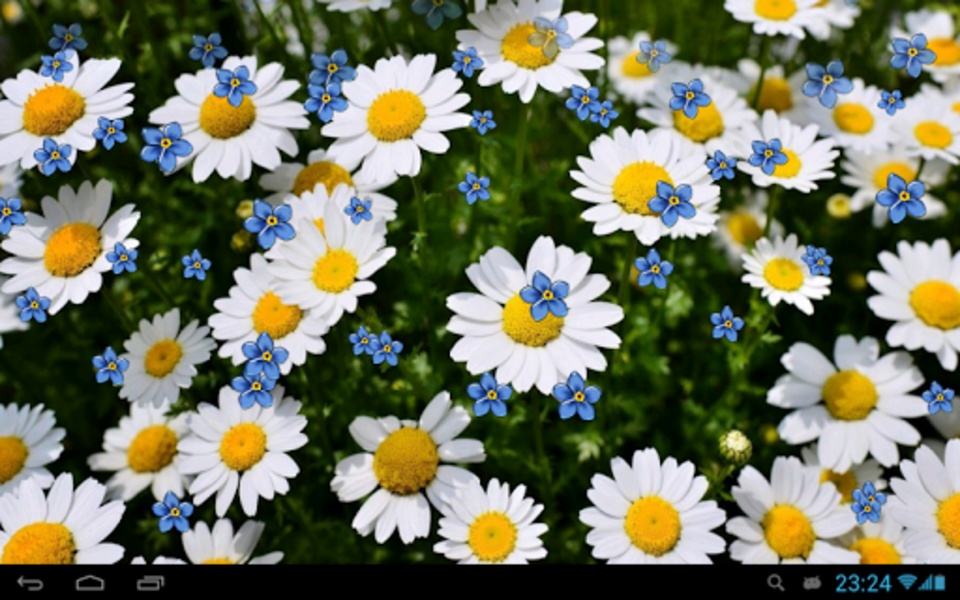Camomiles wallpaper HD - Preview 4