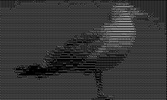 ASCII cam (free version) screenshot 2