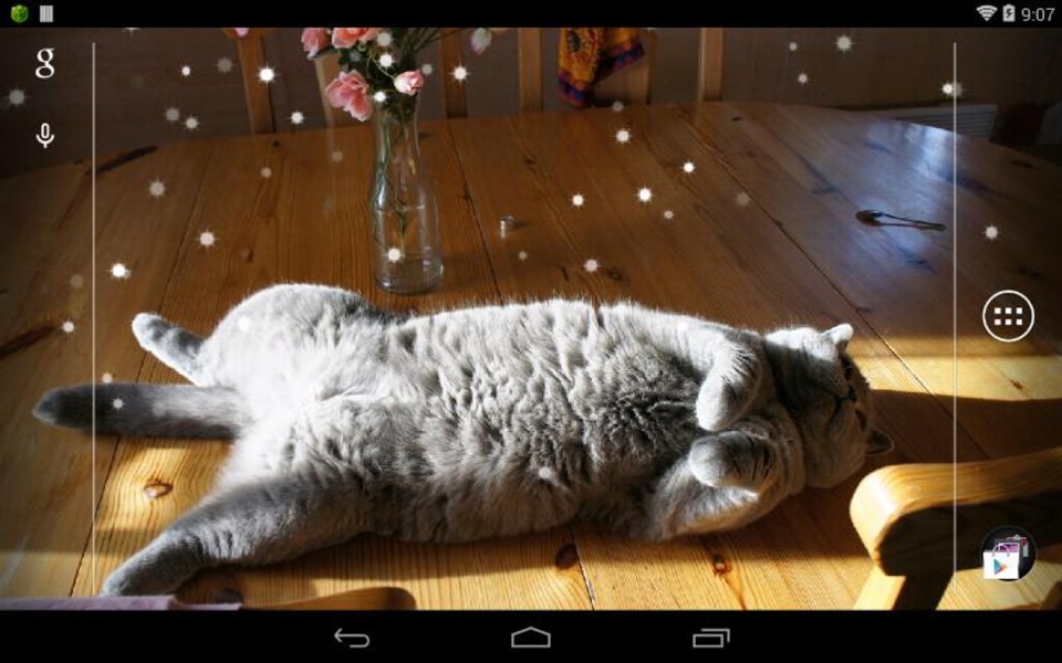 British Shorthair - Preview 7