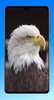 Eagle Wallpaper HD screenshot 15