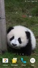 Panda Video Wallpaper screenshot 10