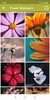 Flowers Wallpapers screenshot 6