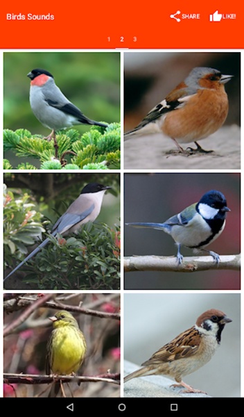 Birds Sounds - Preview 2
