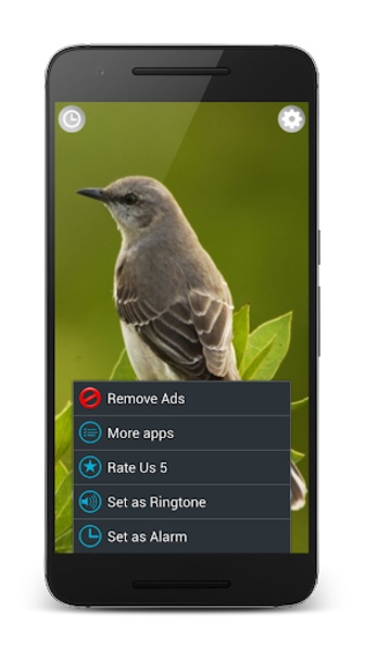 Birds Sounds Relax and Sleep - Preview 2