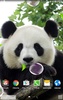 Cute Panda Live Wallpaper screenshot 3